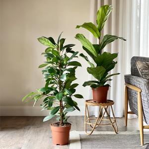 African & Fiddle Leaf Fig House Plant Bundle