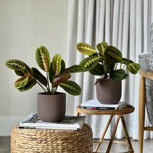 Prayer Plant Potted House Plant Bundle