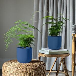 Asparagus Fern Potted House Plant Bundle