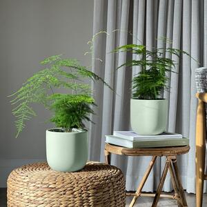 Asparagus Fern Potted House Plant Bundle