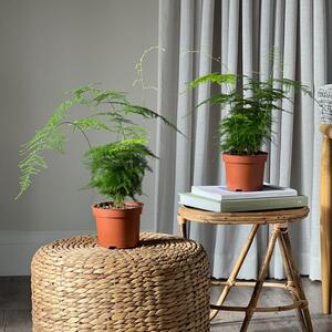 Asparagus Fern House Plant Bundle