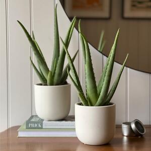 Aloe Vera Potted House Plant Bundle