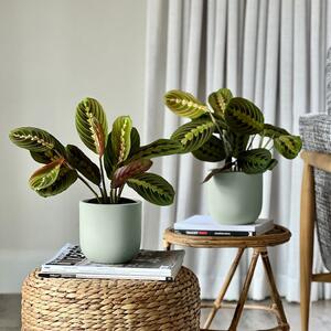 Prayer Plant Potted House Plant Bundle