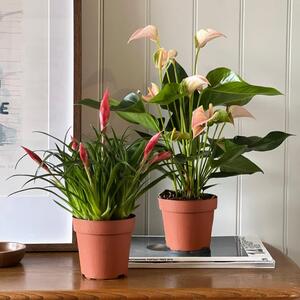 Flowering House Plant Bundle