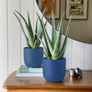 Aloe Vera Potted House Plant Bundle