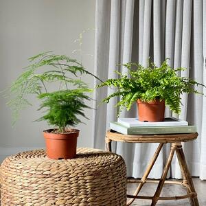 Asparagus & Boston Fern House Plant Bundle