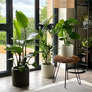 Hosting Trio Potted House Plant Bundle