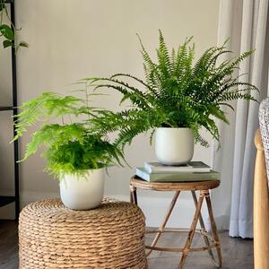 Asparagus & Boston Fern Potted House Plant Bundle