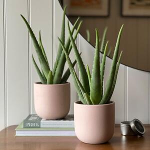 Aloe Vera Potted House Plant Bundle