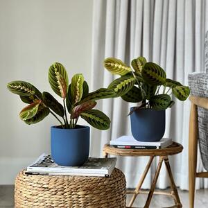 Prayer Plant Potted House Plant Bundle