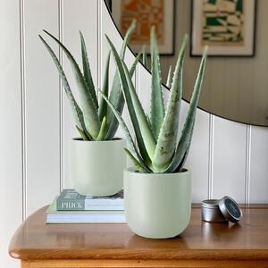 Aloe Vera Potted House Plant Bundle