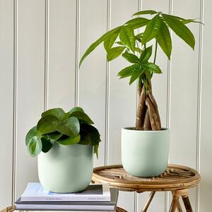 Good Fortune Potted House Plant Bundle