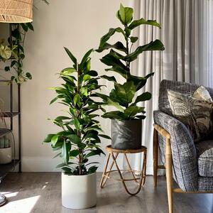 African & Fiddle Leaf Fig Potted House Plant Bundle