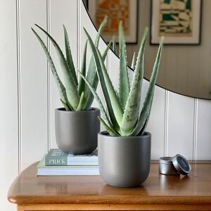 Aloe Vera Potted House Plant Bundle