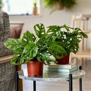 Swiss Cheese Obliqua House Plant Bundle