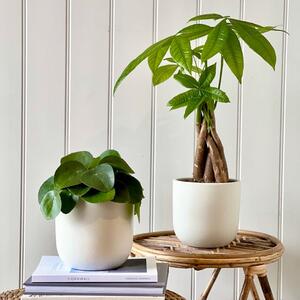 Good Fortune Potted House Plant Bundle