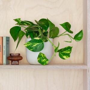 Devil's Ivy House Plant in Earthenware Pot