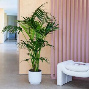 Kentia Palm House Plant in Elho Pot