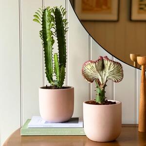 Cacti Potted House Plant Bundle