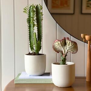 Cacti Potted House Plant Bundle