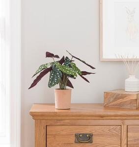 Artificial Polka Dot Begonia in Orange Cement Plant Pot