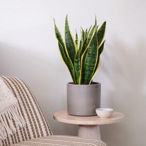 Beards & Daisies Snake Plant House Plant in Capri Pot