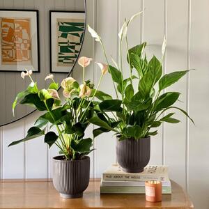 Beards & Daisies Air Purifying Pair Peace Lily and Peach Anthurium House Plant in Ribbed Pot