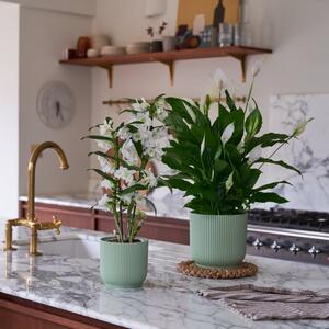 Beards & Daisies Blooming Beautiful Dendrobium and Peace Lily House Plants in Vibes Pots