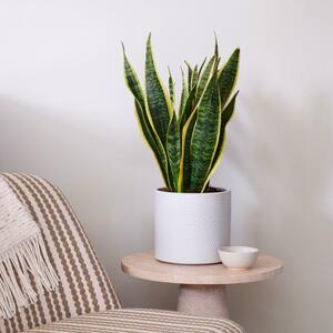 Beards & Daisies Snake Plant House Plant in Capri Pot