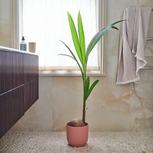 Beards & Daisies Coconut Palm House Plant in Vibes Pot