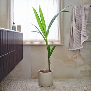 Beards & Daisies Coconut Palm House Plant in Earthenware Pot