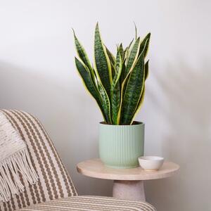 Beards & Daisies Snake Plant House Plant in Vibes Pot