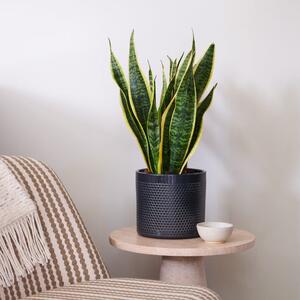 Beards & Daisies Snake Plant House Plant in Capri Pot