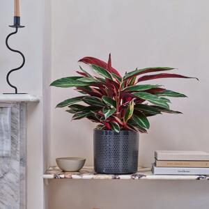 Beards & Daisies Calathea Triostar House Plant in Capri Pot