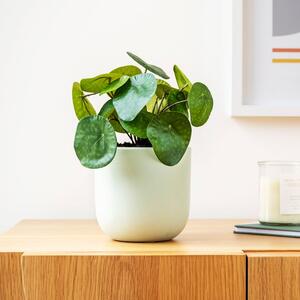 Artificial Money Plant