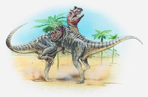 Art Print Illustration of two male Ceratosaurus dinosaurs, Dorling Kindersley