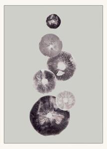 Poster Mushroom - 4 Grey 40 x 50 - Pernille Folcarelli. - Multi - Poster and Frame