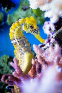 Photography Close-up of sea horse swimming in sea,Germany, Michael Wittig / 500px