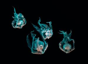 Photography Ocean jellyfish, SEAN GLADWELL