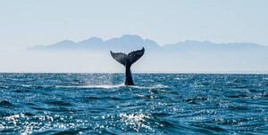 Photography Seascape with Whale tail., USO