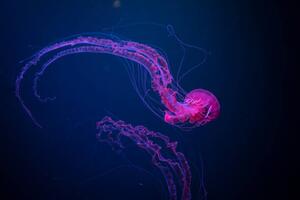 Photography Deep blue purple,Close-up of jellyfish swimming, Sebastian von Ehren / 500px