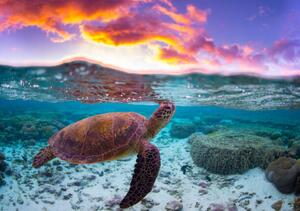 Photography Sunset Turtle, Mitchell Pettigrew