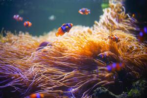 Photography Clownfish,Anemonefish,Wonderful and beautiful underwater world with, krisanapong detraphiphat