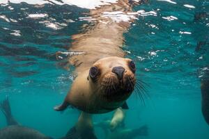 Photography Young South American sea lion pup, by wildestanimal
