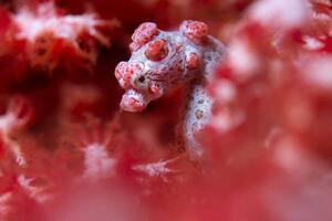 Photography Pygmy Seahorse reef, mkurtbas