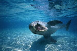 Photography Bottle-nosed dolphin ,Honduras,underwater view, Stuart Westmorland