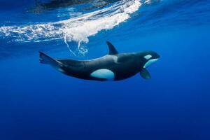 Photography Underwater view of a female orca, by wildestanimal