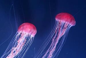 Photography Beautiful jellyfishes floating in water, Busà Photography