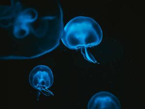 Photography Jellyfish, Martin Herzog