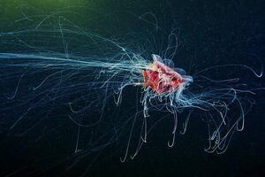 Photography Lion's Mane Jellyfish - Cyanea capillata, Alexander Semenov